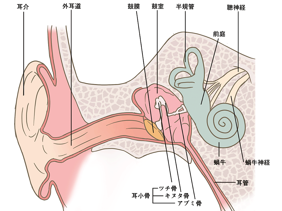 世界が驚いたAirpodsの弊害は本当か？音楽を聴き続けると蝸牛という部分に生えている毛が無くなり聞こえなくなるのか他のイヤホンも同じか、電磁波暴露との関係