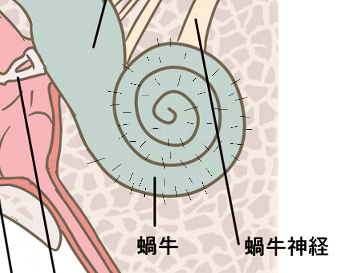 世界が驚いたAirpodsの弊害は本当か?音楽を聴き続けると蝸牛という部分に生えている毛が無くなり聞こえなくなるのか他のイヤホンも同じか、電磁波暴露との関係